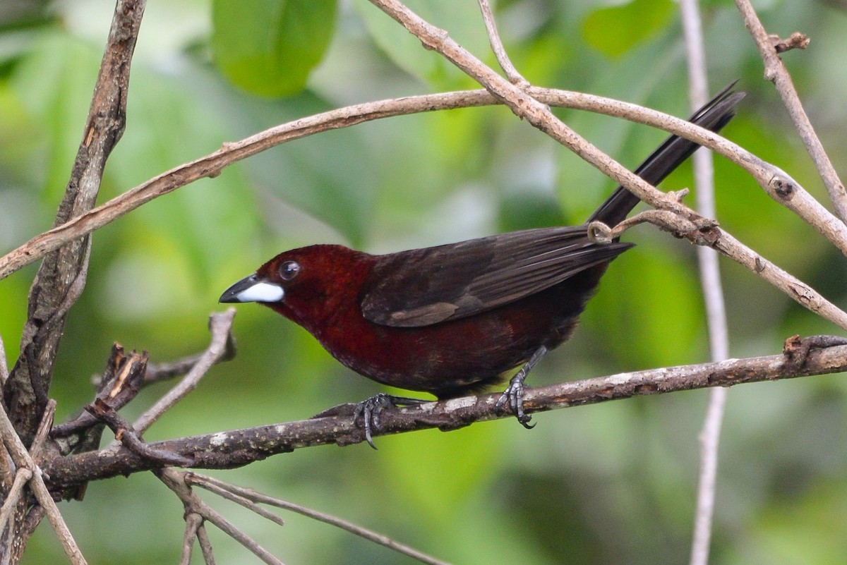Silver-beaked Tanager - ML621148848