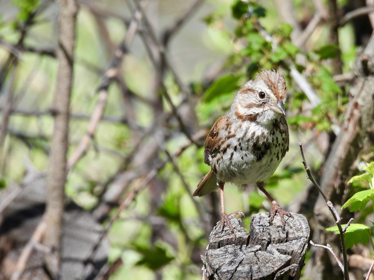 Song Sparrow - Laurie Miraglia