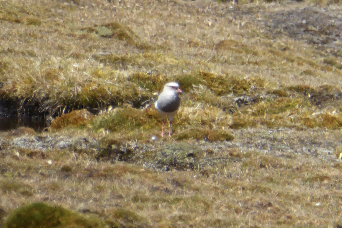 Andean Lapwing - ML621148880