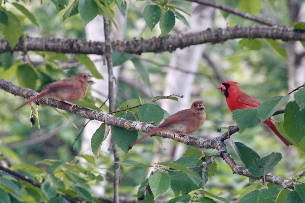 Cardinal rouge - ML621148930