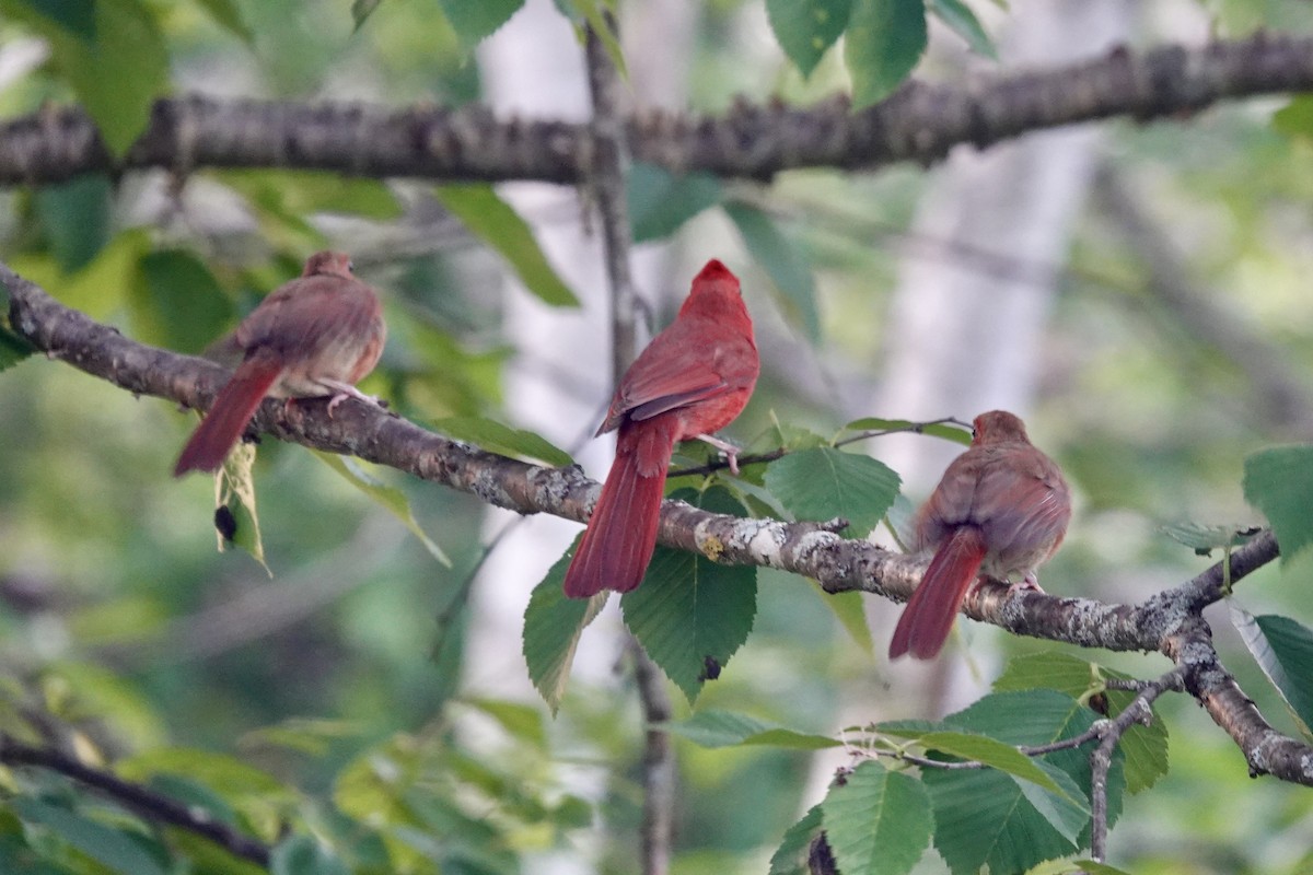 Cardinal rouge - ML621148931