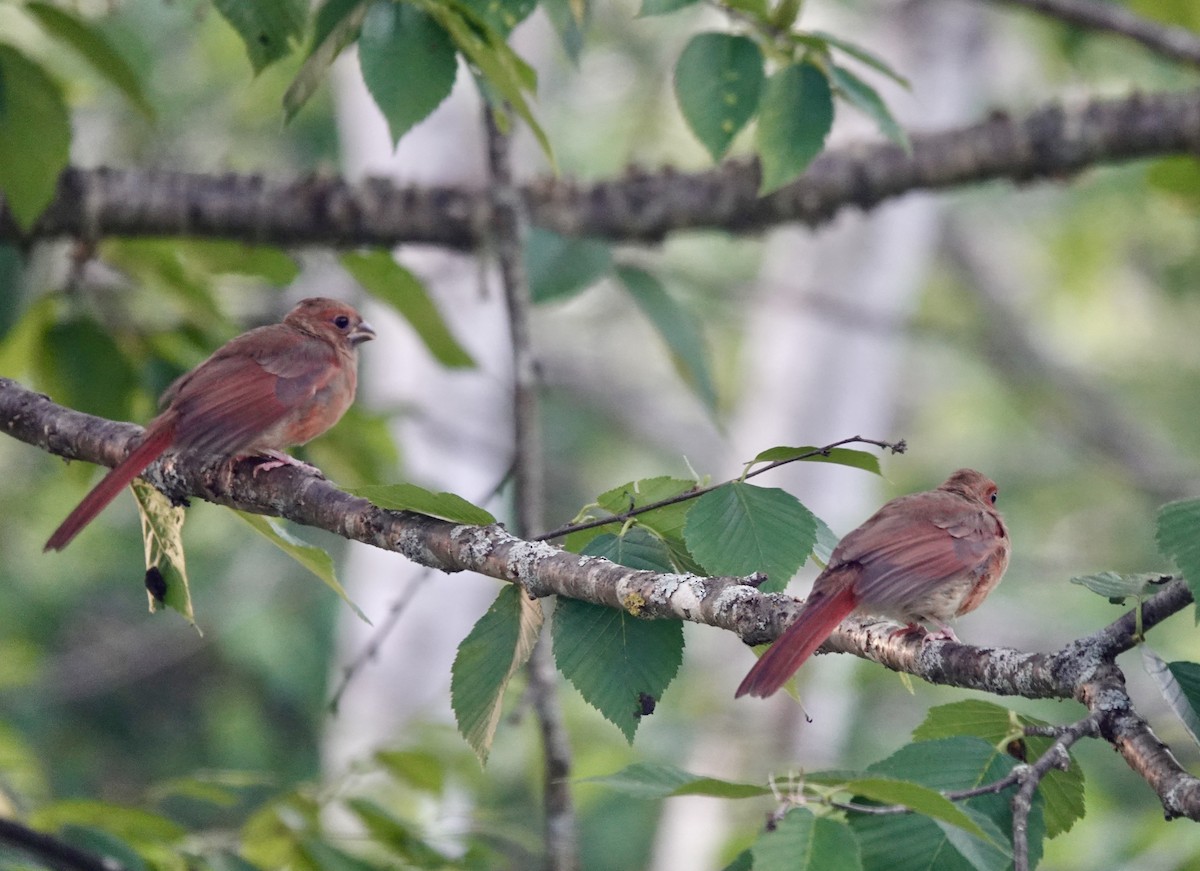 Cardinal rouge - ML621148933