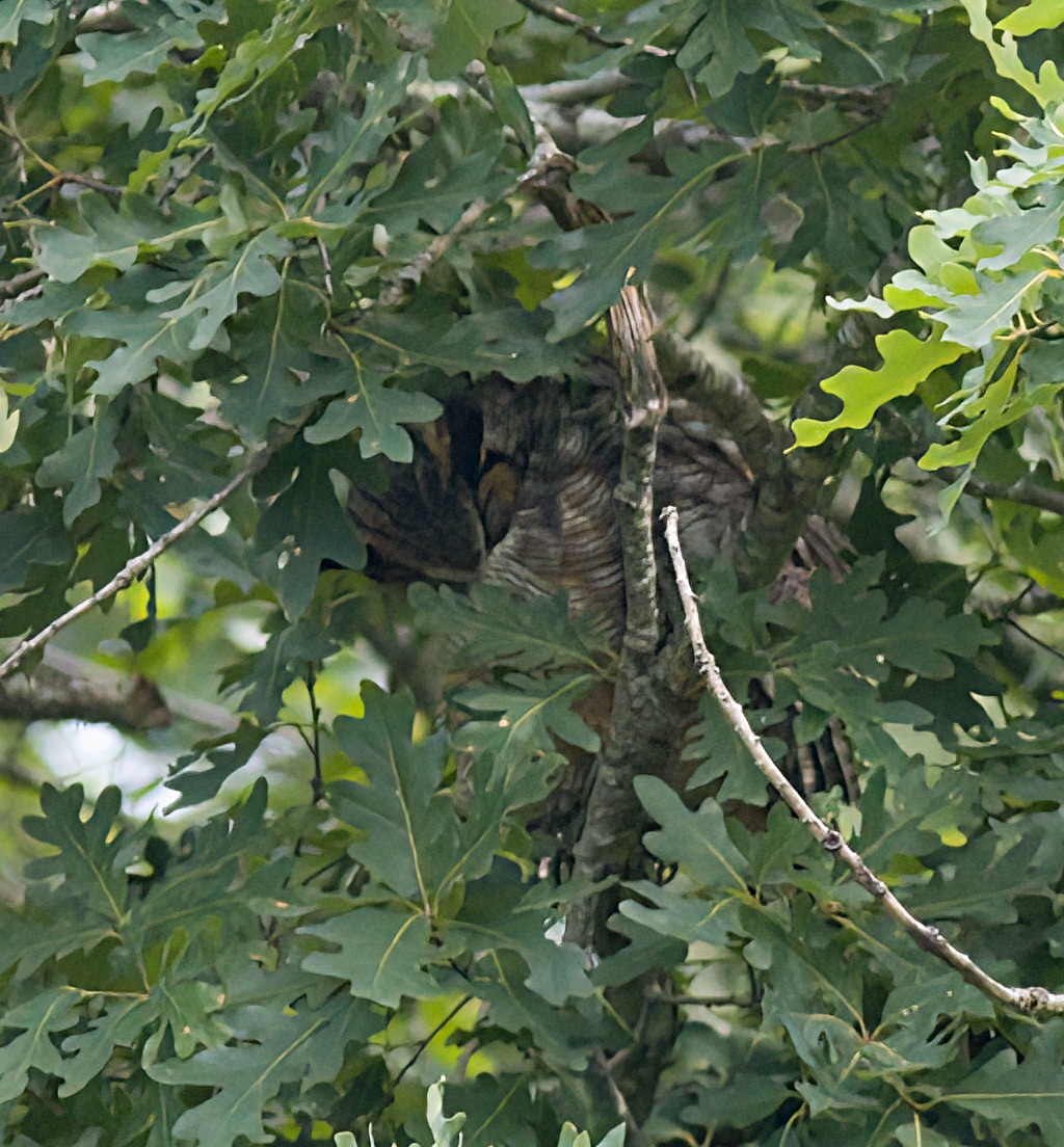 Great Horned Owl - ML621149015