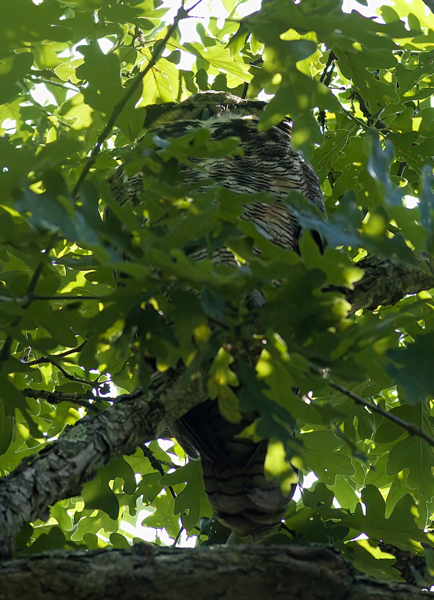 Great Horned Owl - ML621149019