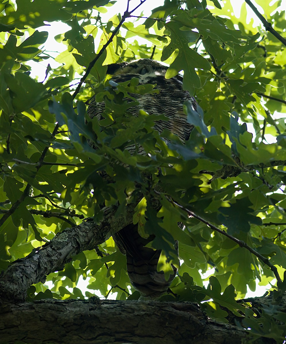 Great Horned Owl - ML621149022
