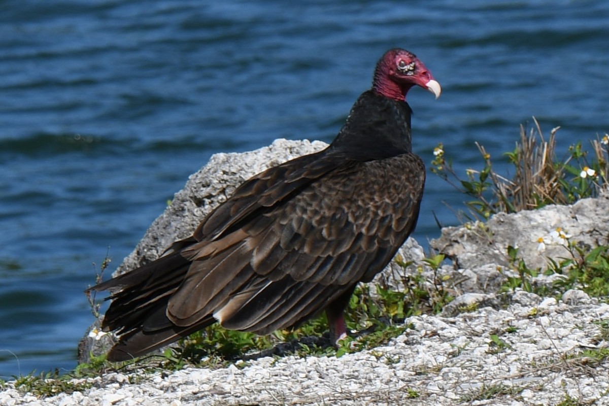 Turkey Vulture - ML621149024