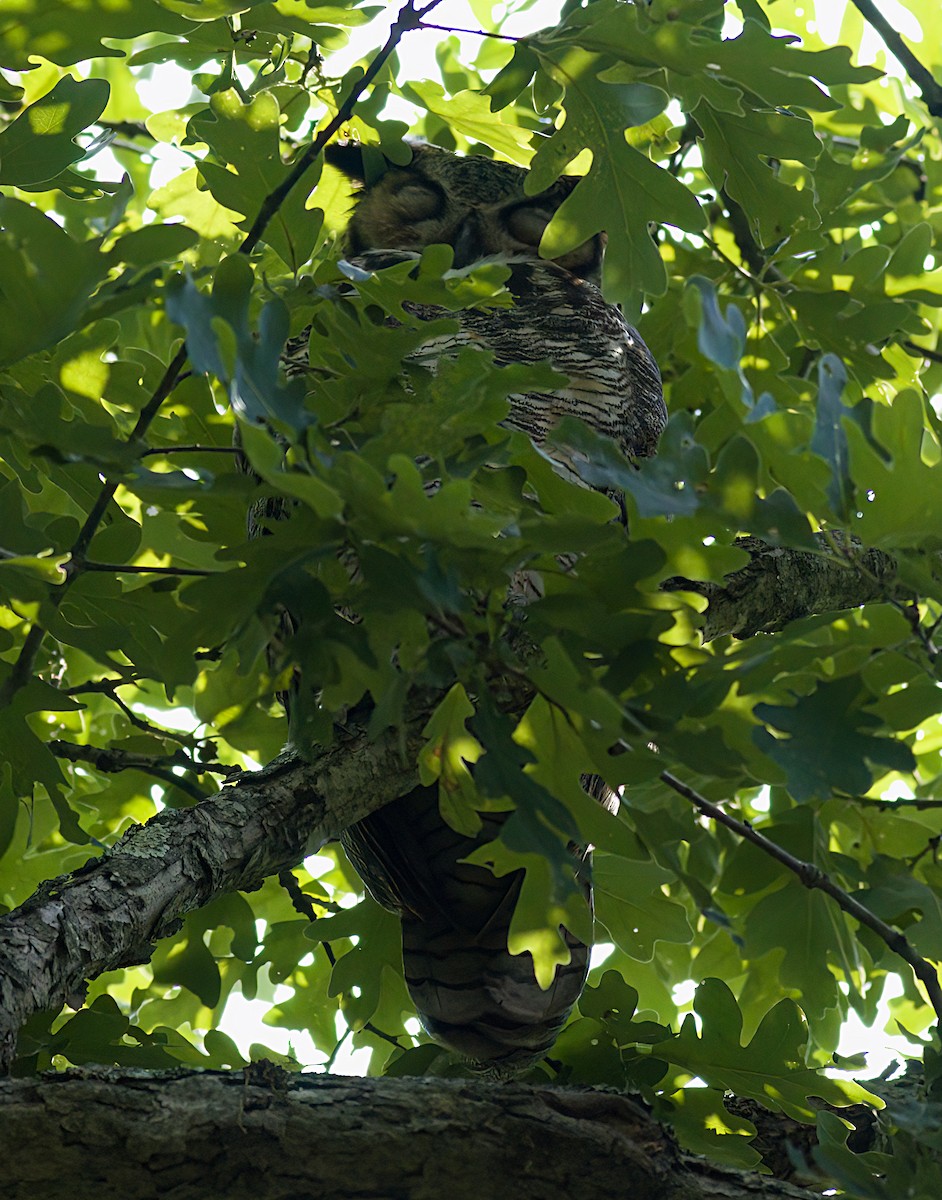Great Horned Owl - ML621149027