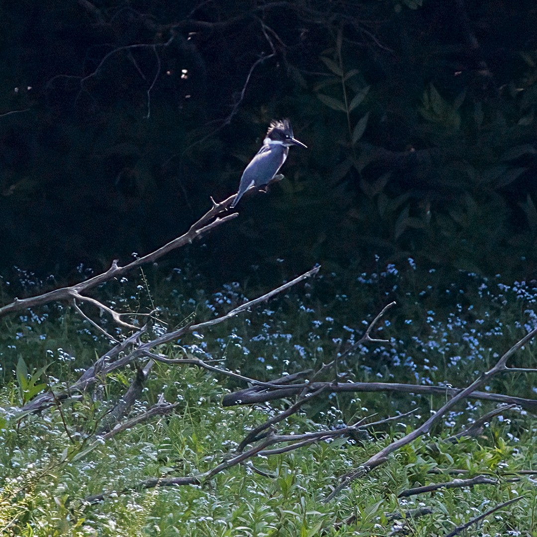 Belted Kingfisher - ML621149033