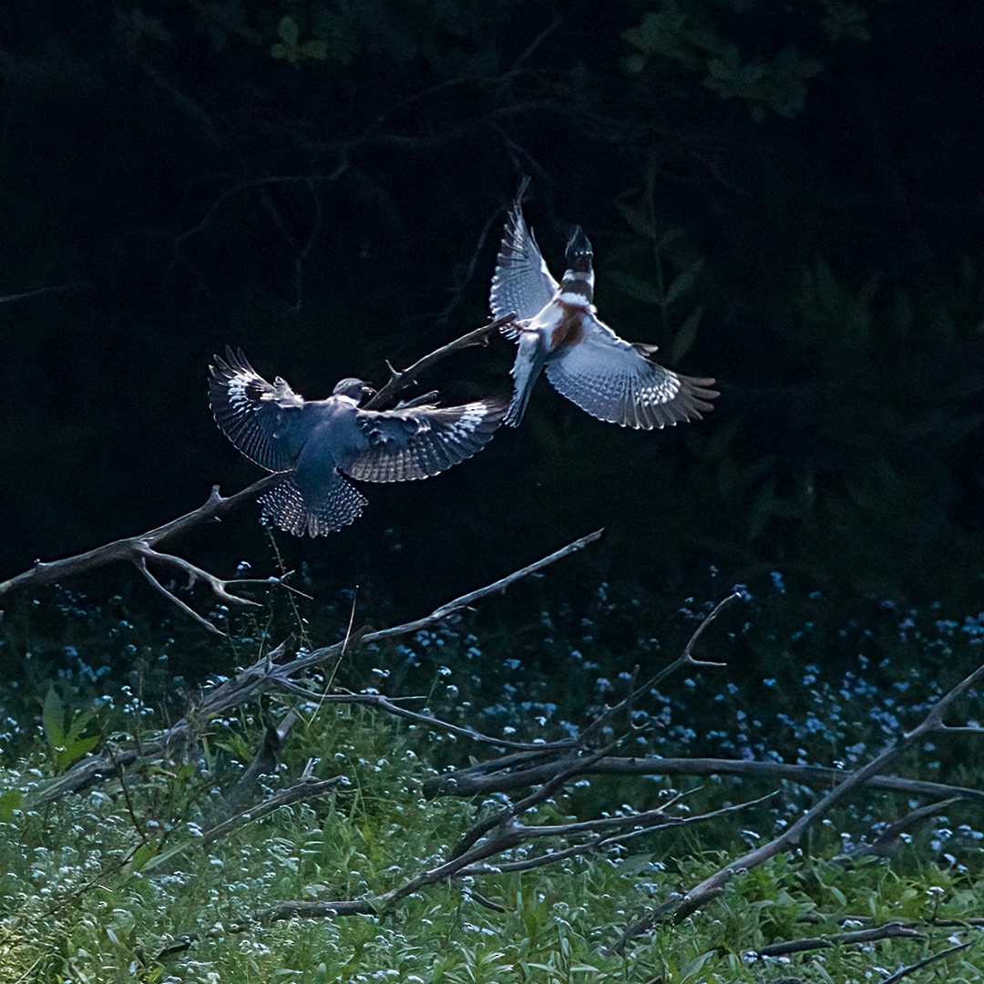 Belted Kingfisher - ML621149043