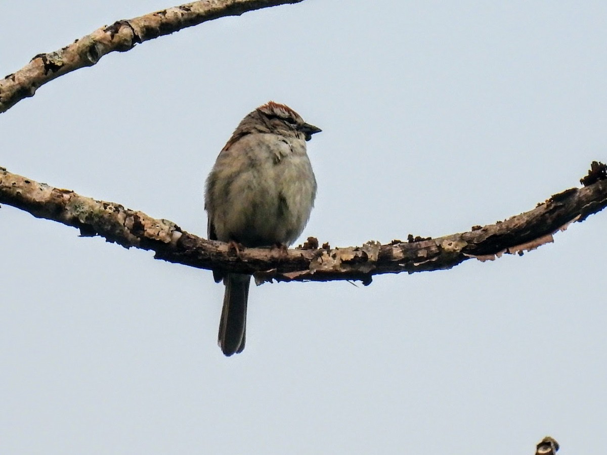 Chipping Sparrow - ML621149080