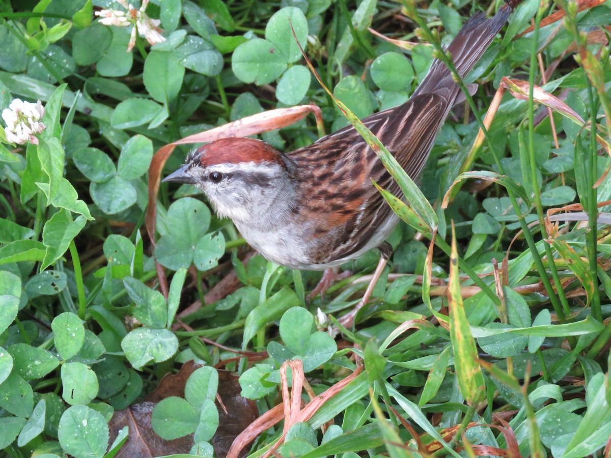 Chipping Sparrow - ML621149110