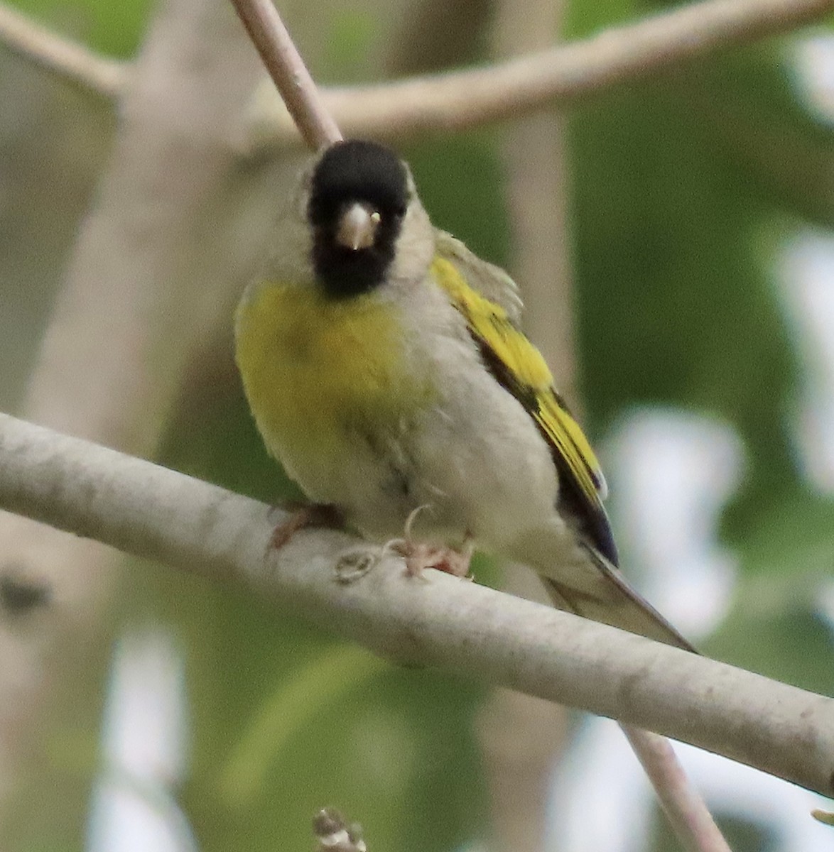 Lawrence's Goldfinch - ML621149132