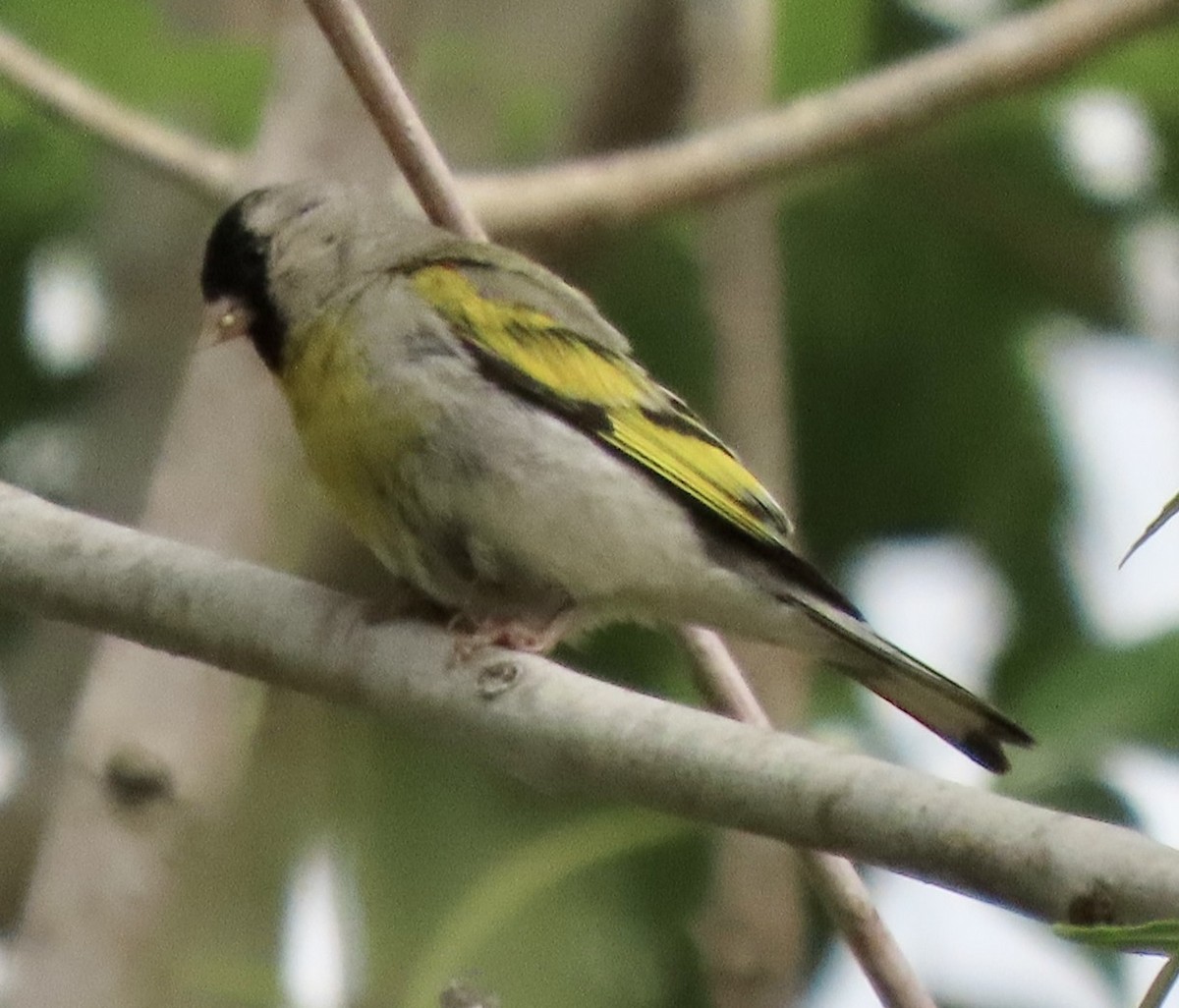 Lawrence's Goldfinch - ML621149133