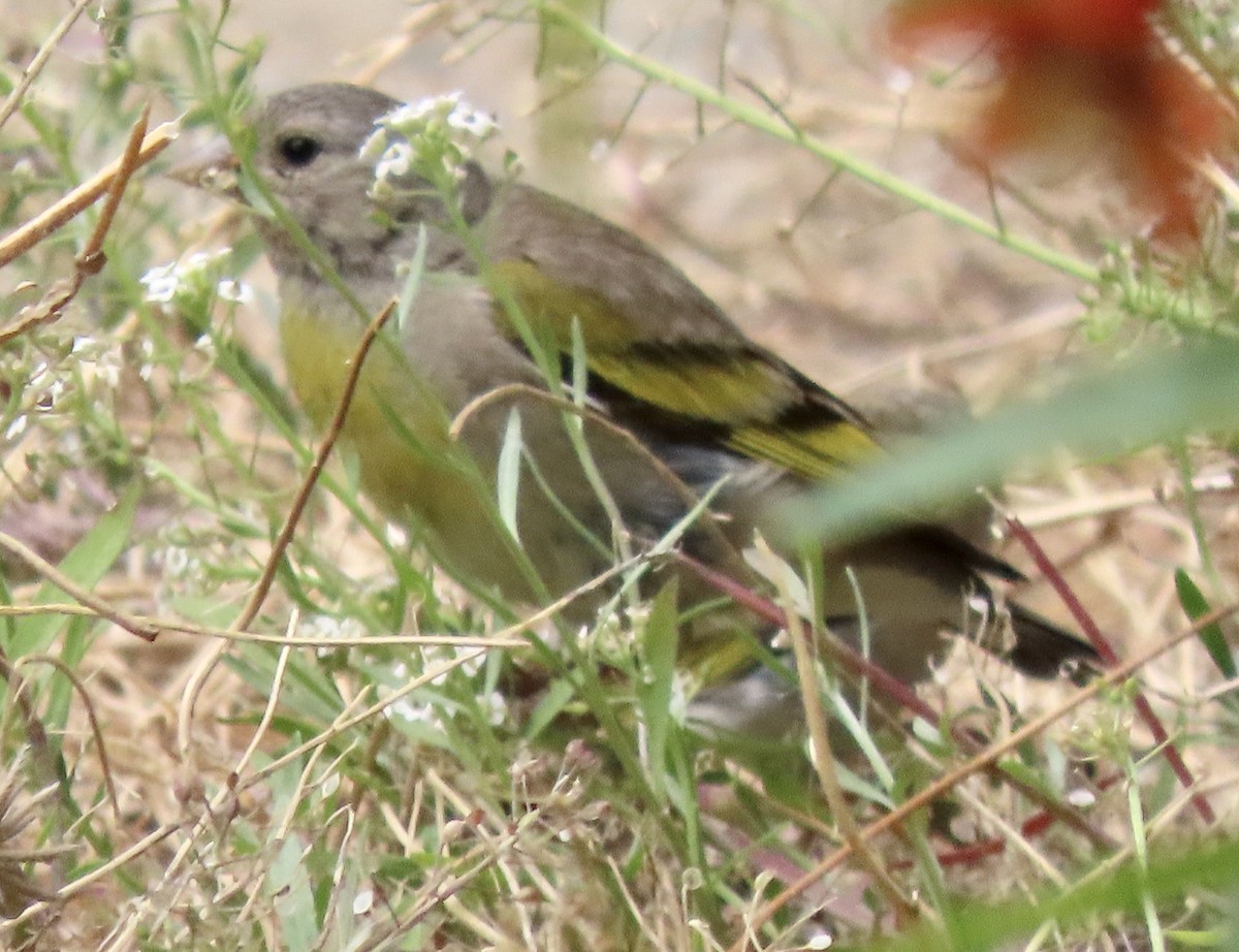 Lawrence's Goldfinch - ML621149135
