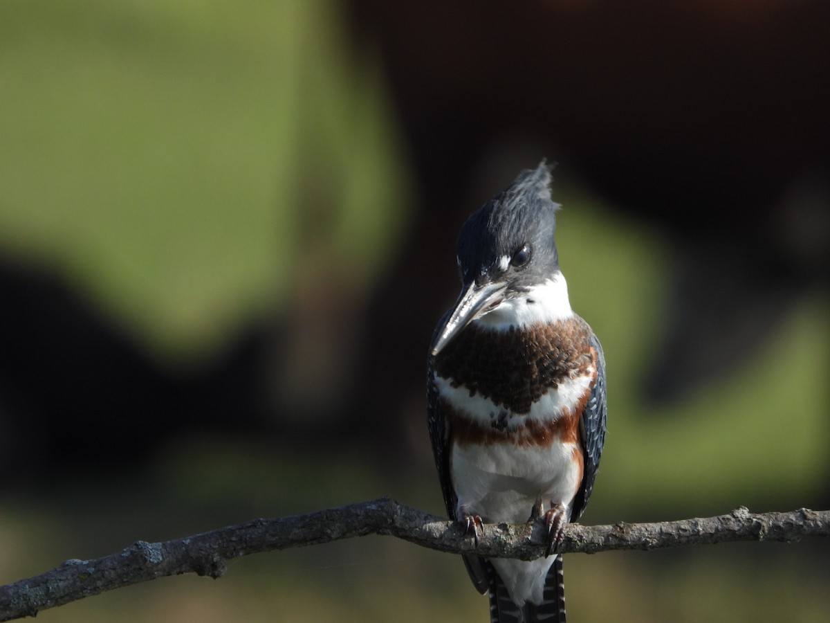 Belted Kingfisher - ML621149166