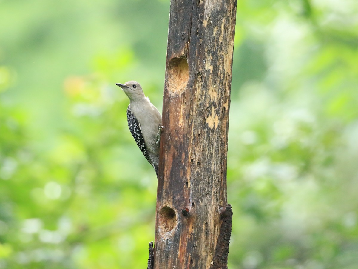 Red-bellied Woodpecker - ML621149182