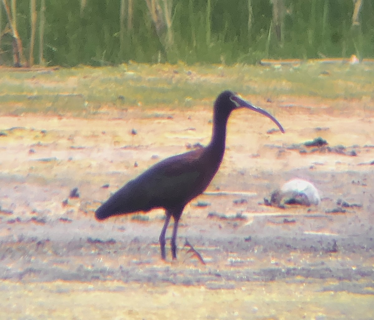 ibis americký - ML621149200