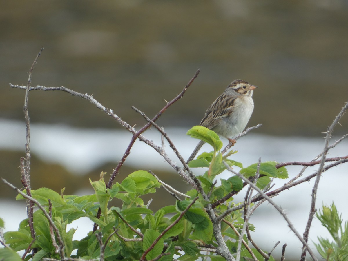 Clay-colored Sparrow - ML621149208