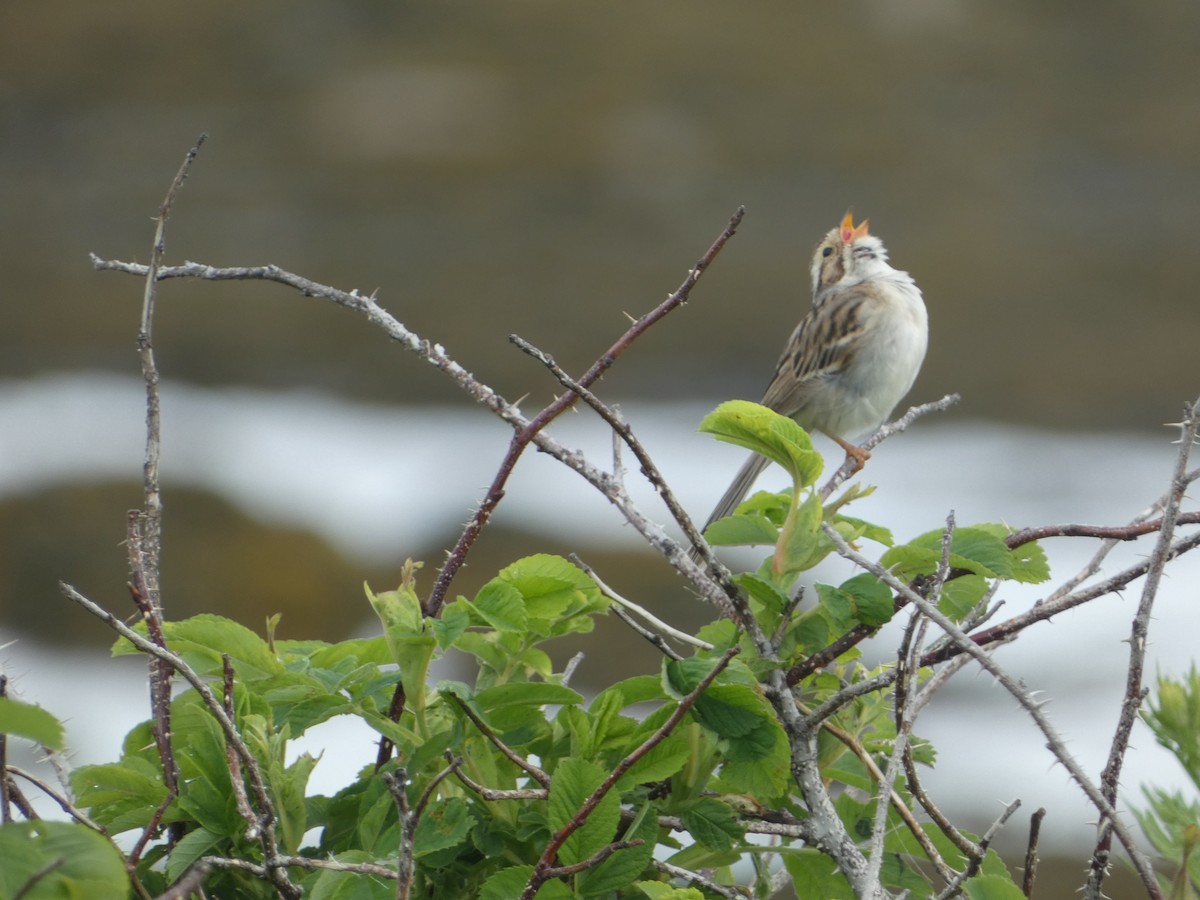 Clay-colored Sparrow - ML621149209