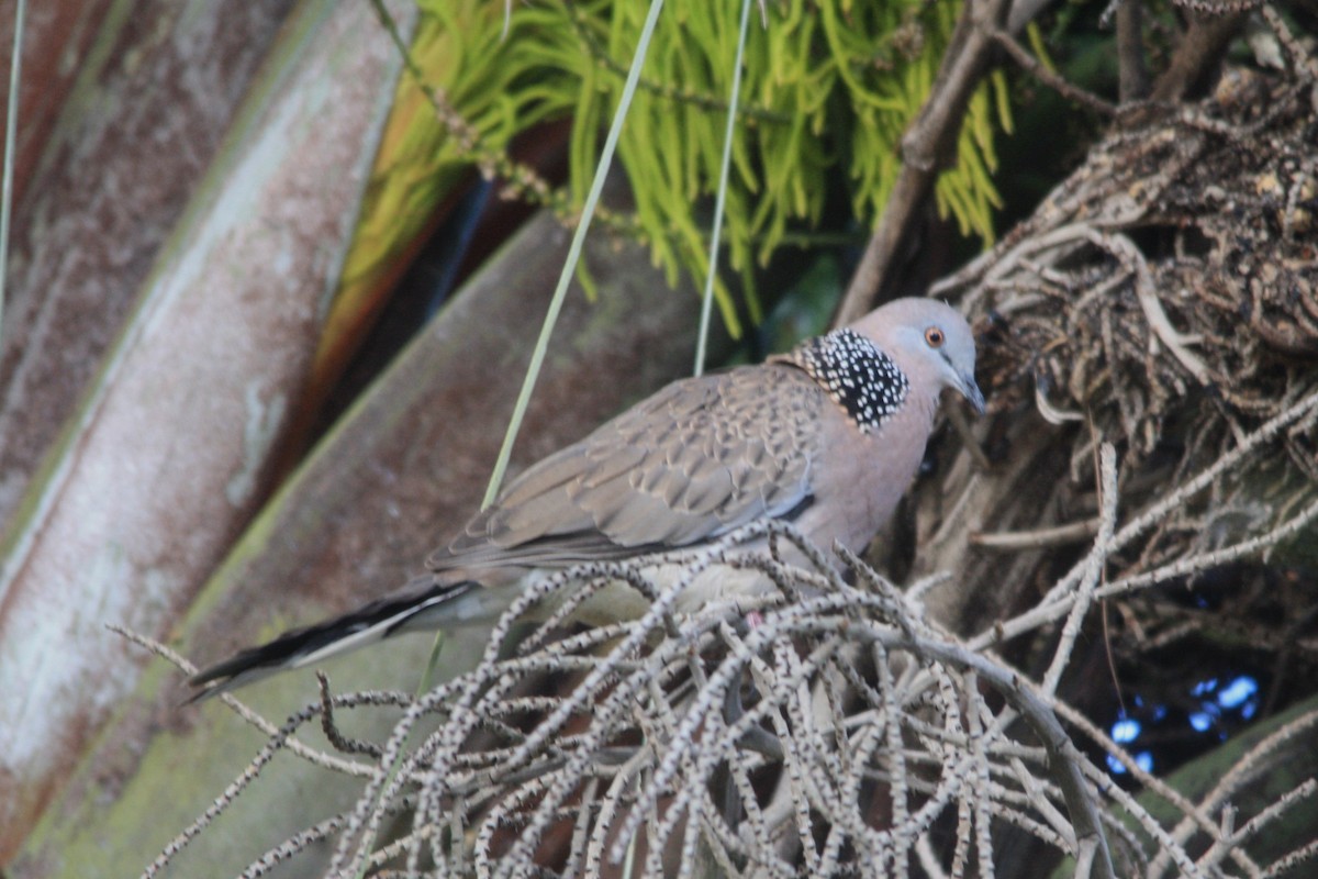 Spotted Dove - ML621149290