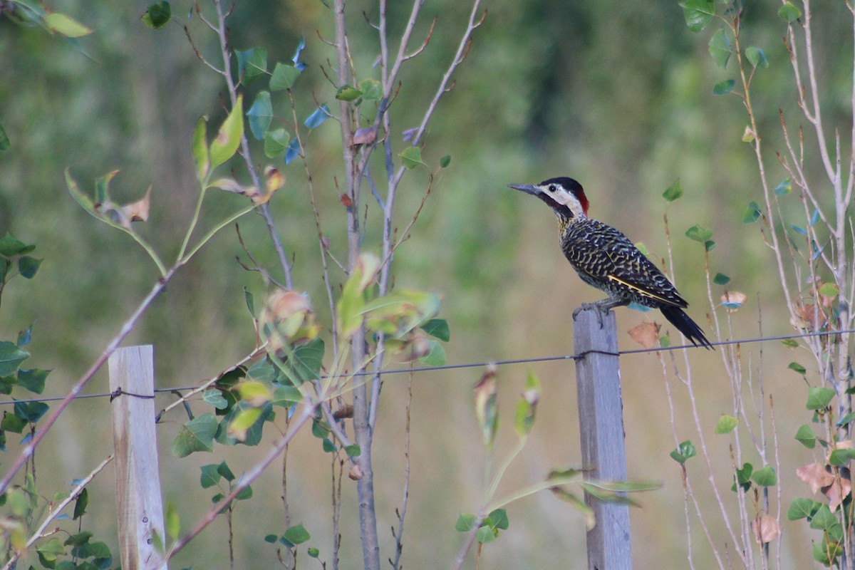 Green-barred Woodpecker - ML621149294