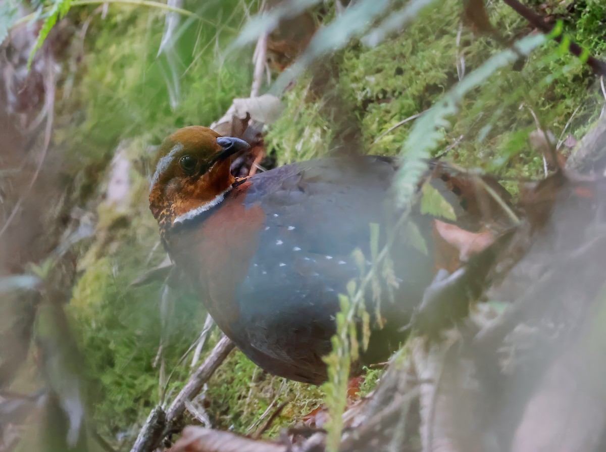 Chestnut-breasted Partridge - ML621149300