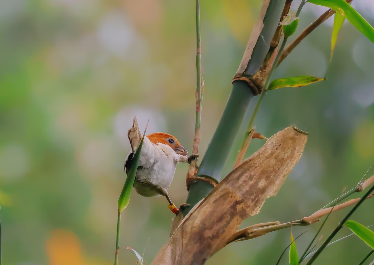 White-breasted Parrotbill - ML621149315