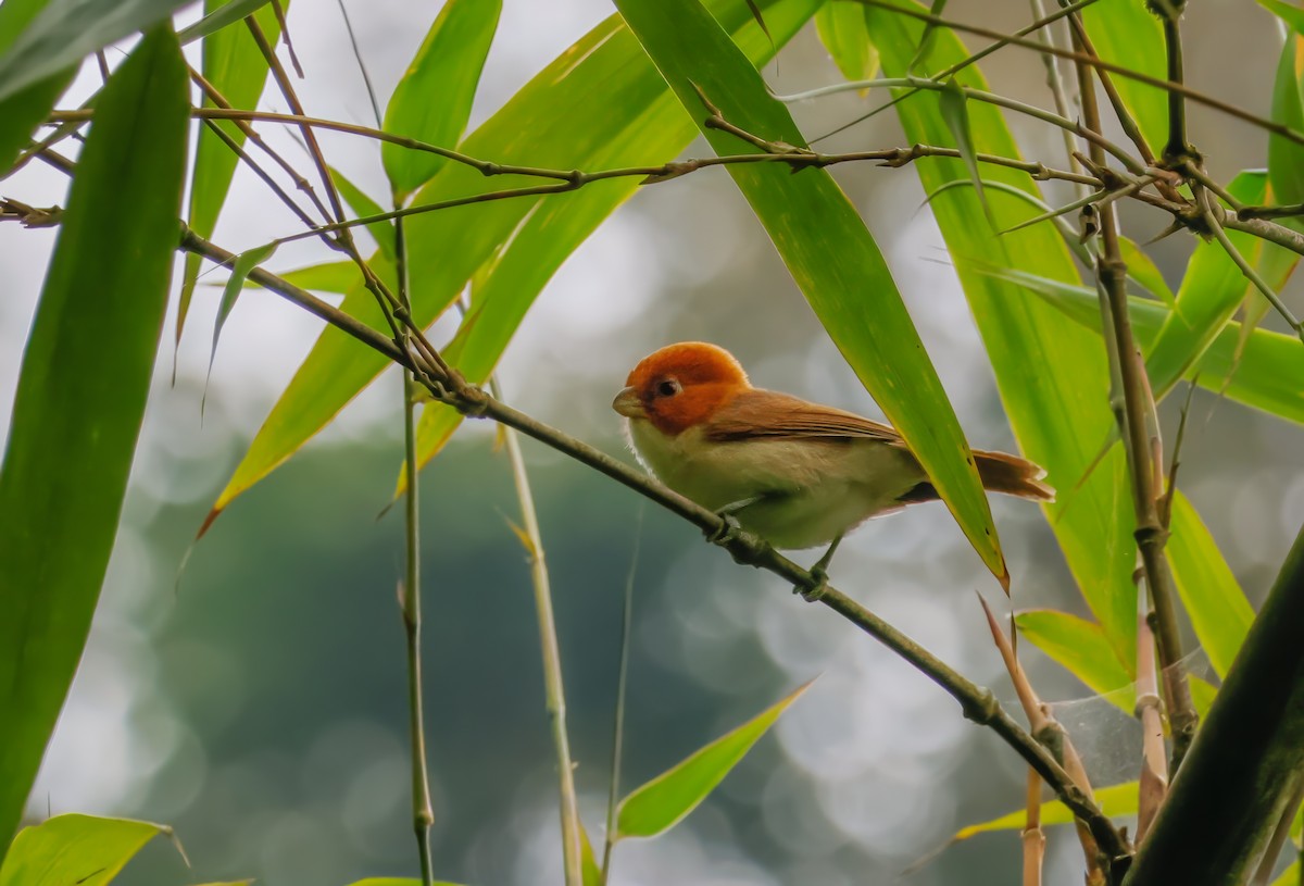 White-breasted Parrotbill - ML621149317