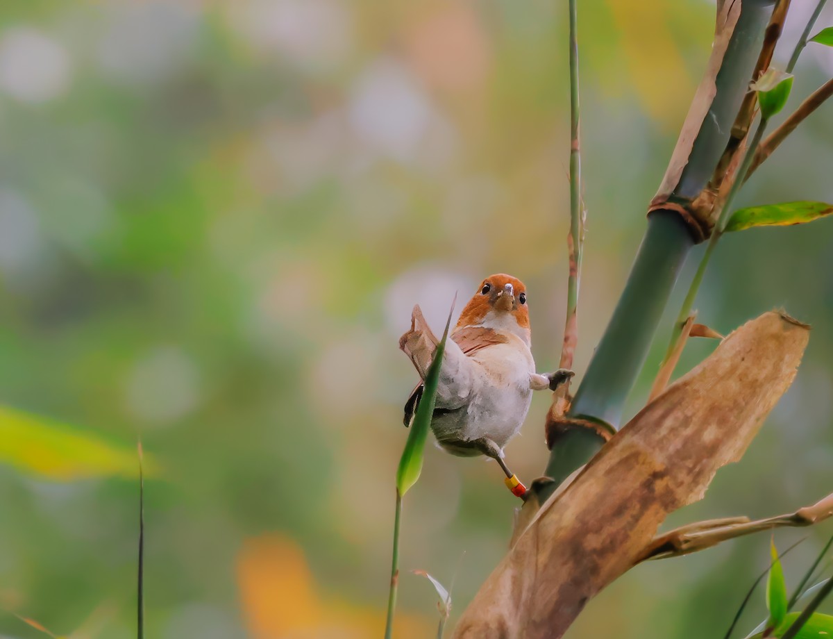 White-breasted Parrotbill - ML621149318
