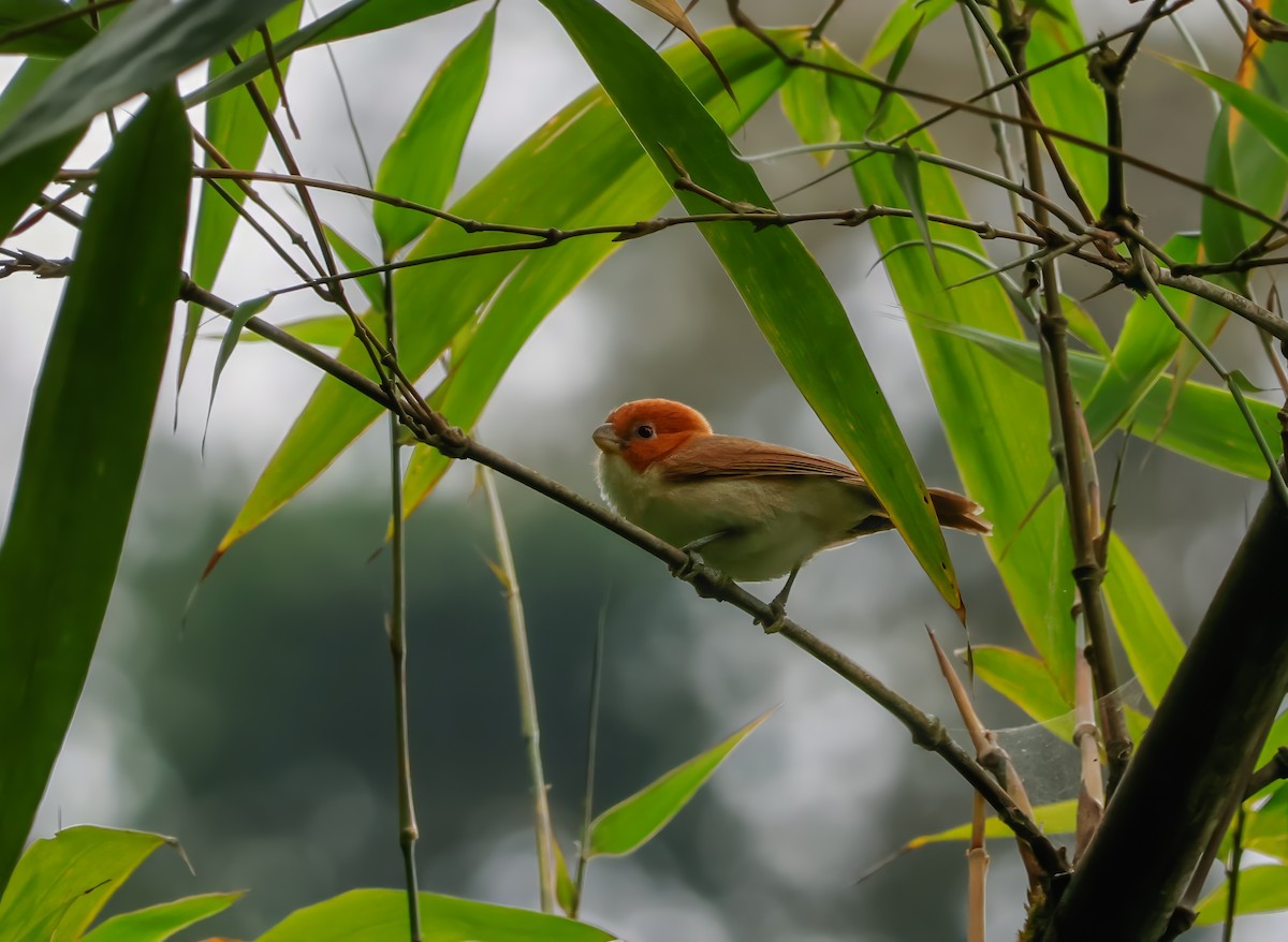 White-breasted Parrotbill - ML621149319