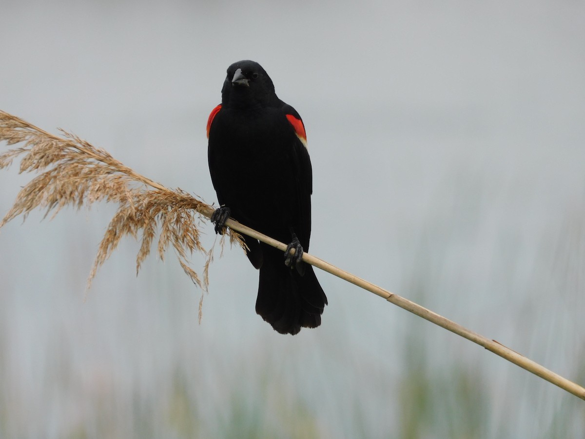 Red-winged Blackbird - ML621149332
