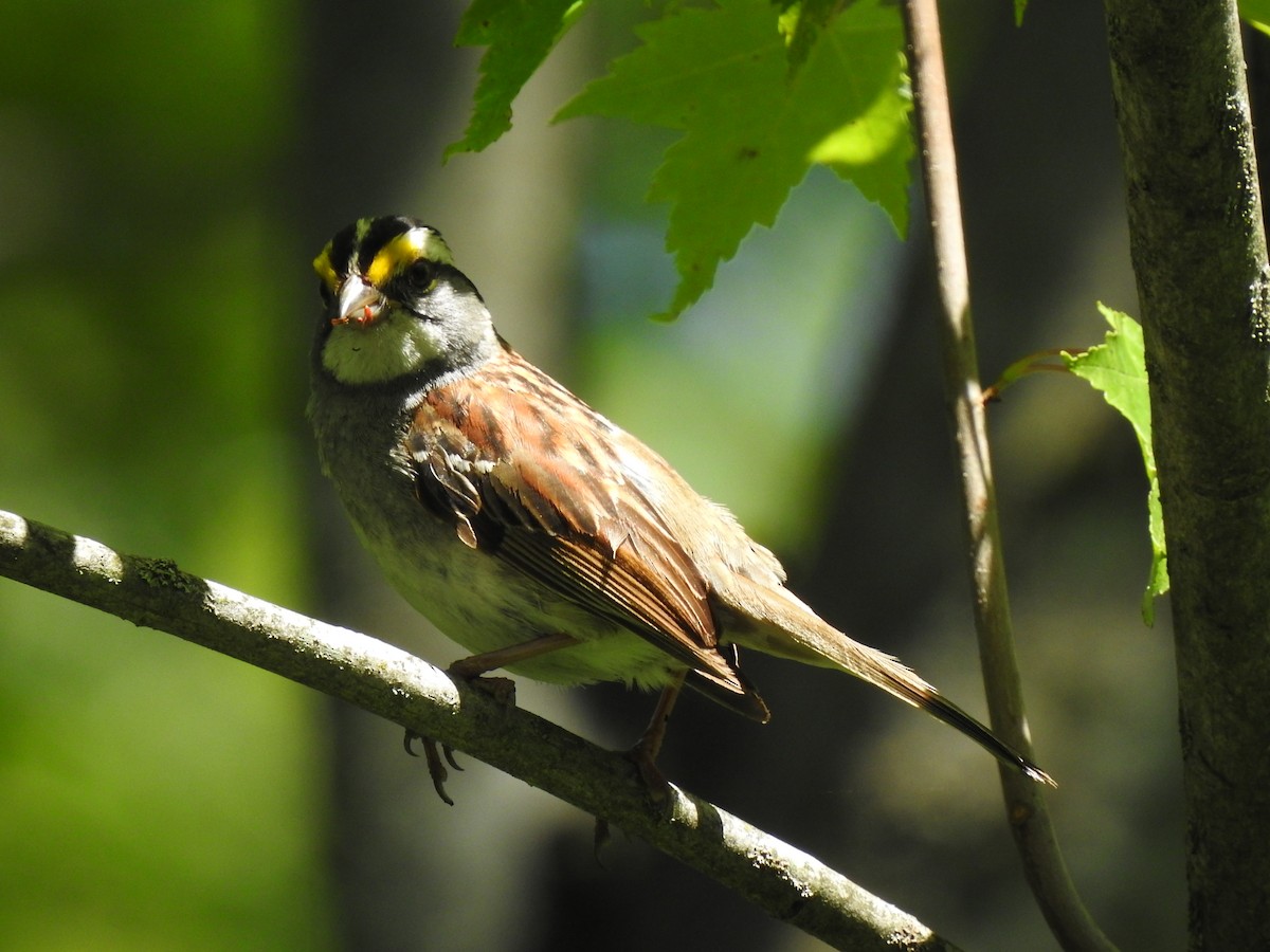 White-throated Sparrow - ML621149340