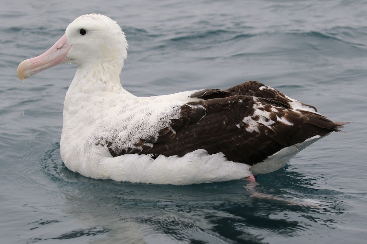 Albatros de las Antípodas (gibsoni) - ML621149375