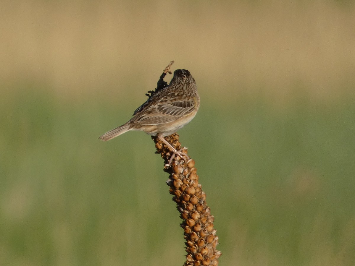 Grasshopper Sparrow - ML621149394