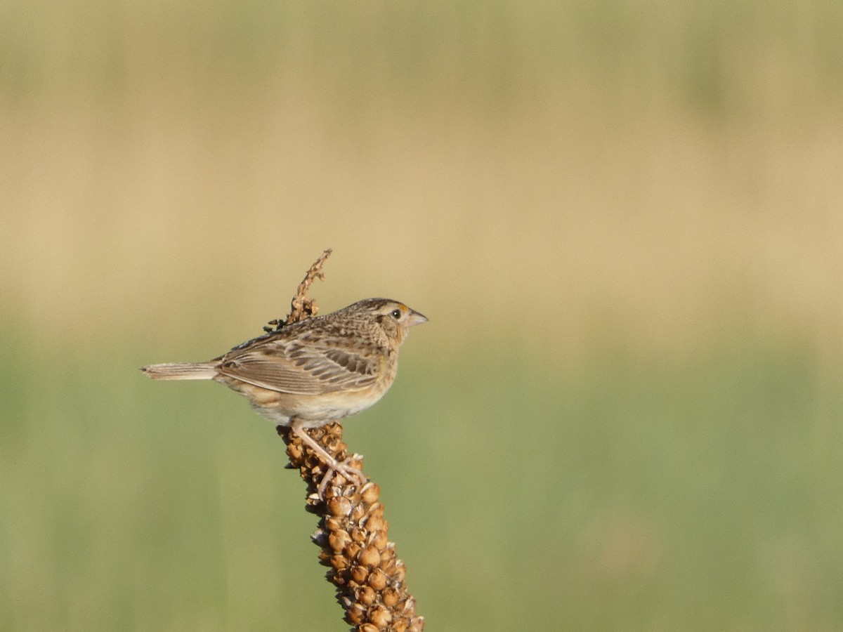 Grasshopper Sparrow - ML621149395