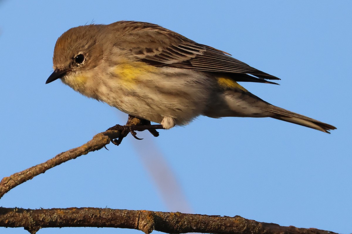 Yellow-rumped Warbler (Audubon's) - ML621149398