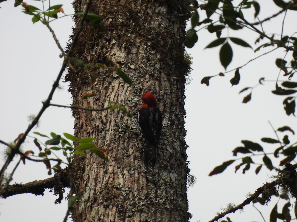 Red-breasted Sapsucker - ML621149404
