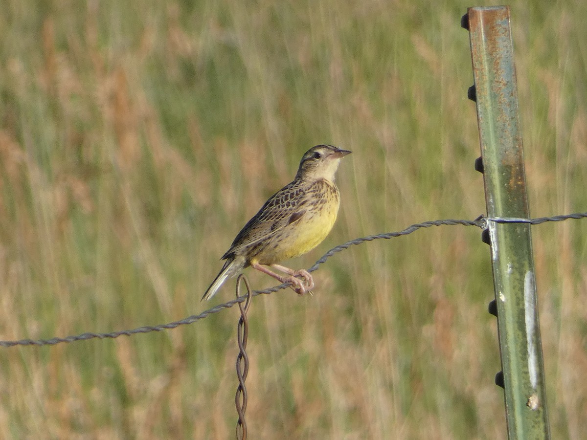 Western Meadowlark - ML621149416