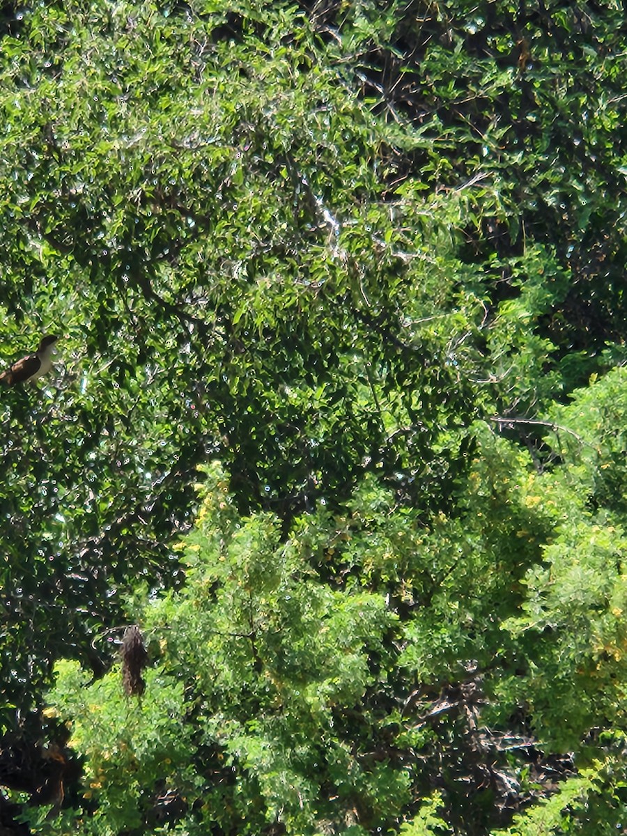 Yellow-billed Cuckoo - ML621149421