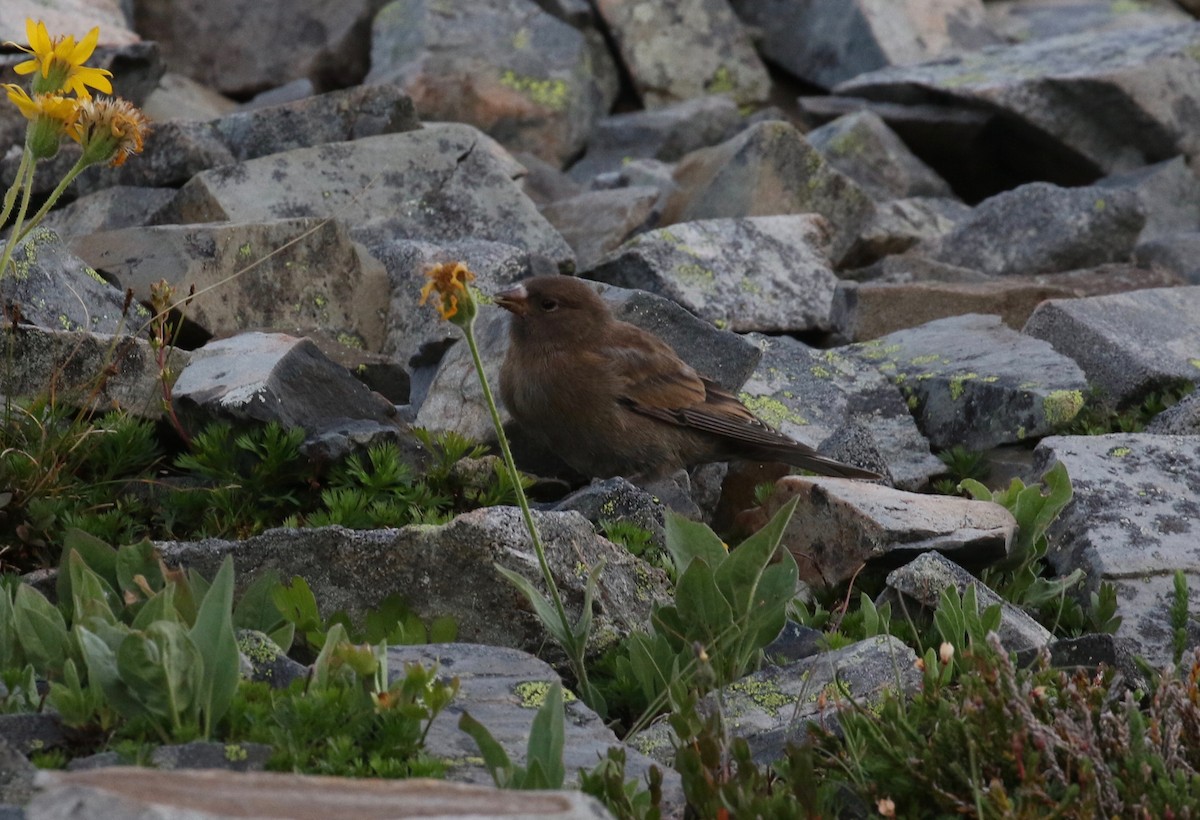 Gray-crowned Rosy-Finch - ML621149446