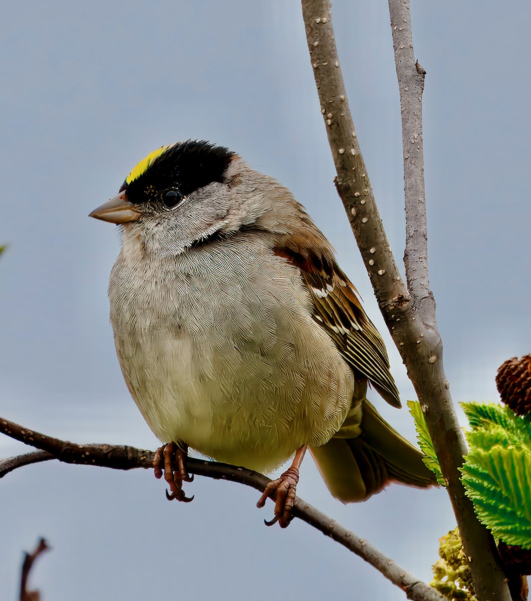 Golden-crowned Sparrow - ML621149459