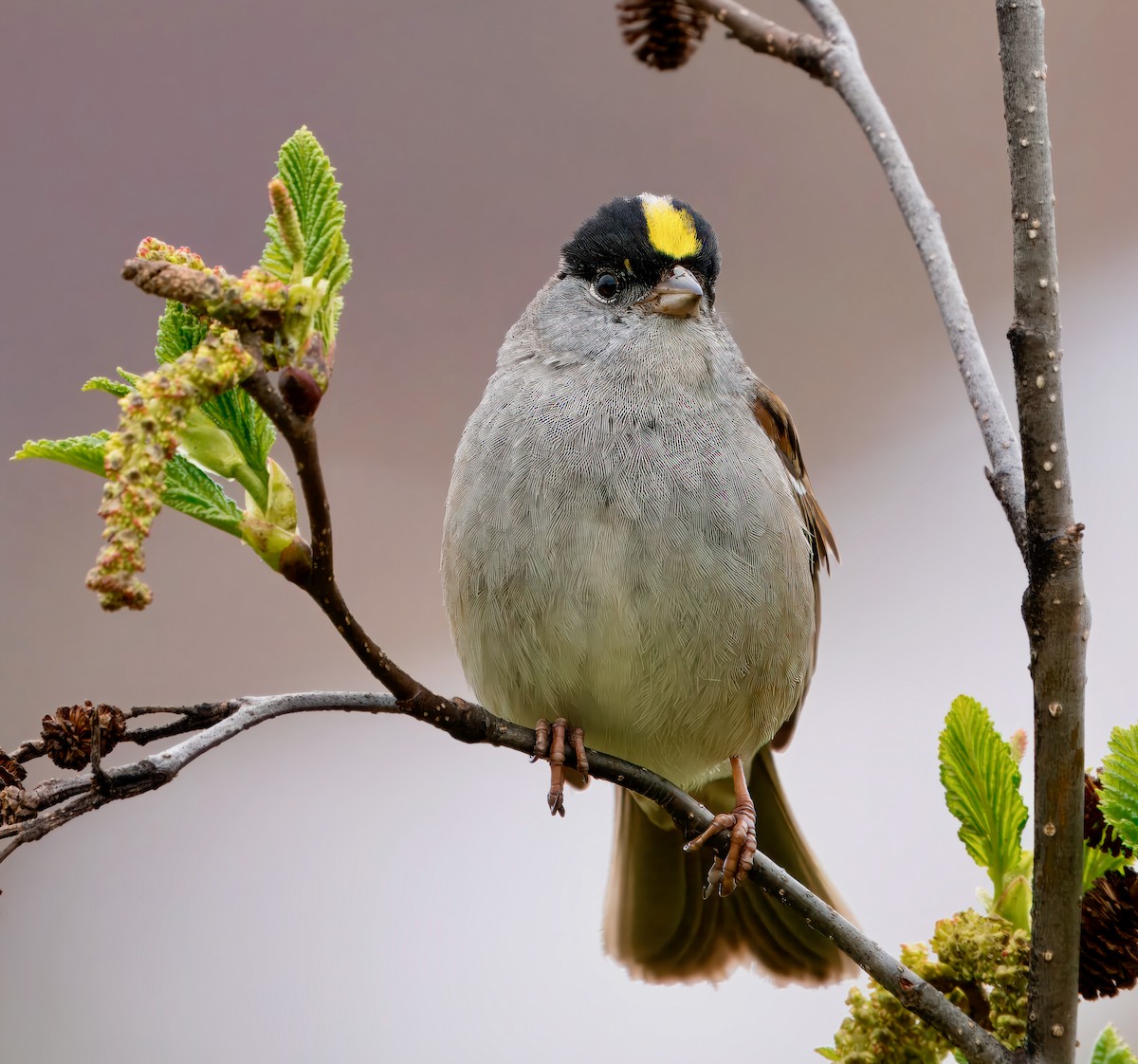 Golden-crowned Sparrow - ML621149460