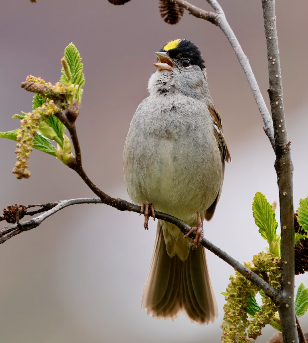 Golden-crowned Sparrow - ML621149461