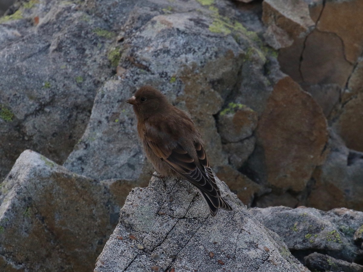 Gray-crowned Rosy-Finch - ML621149466