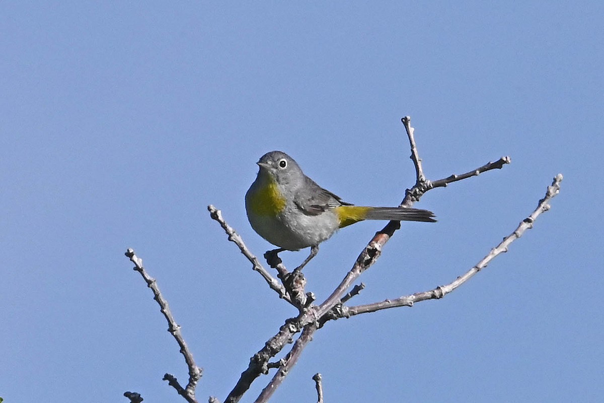 Virginia's Warbler - ML621149488