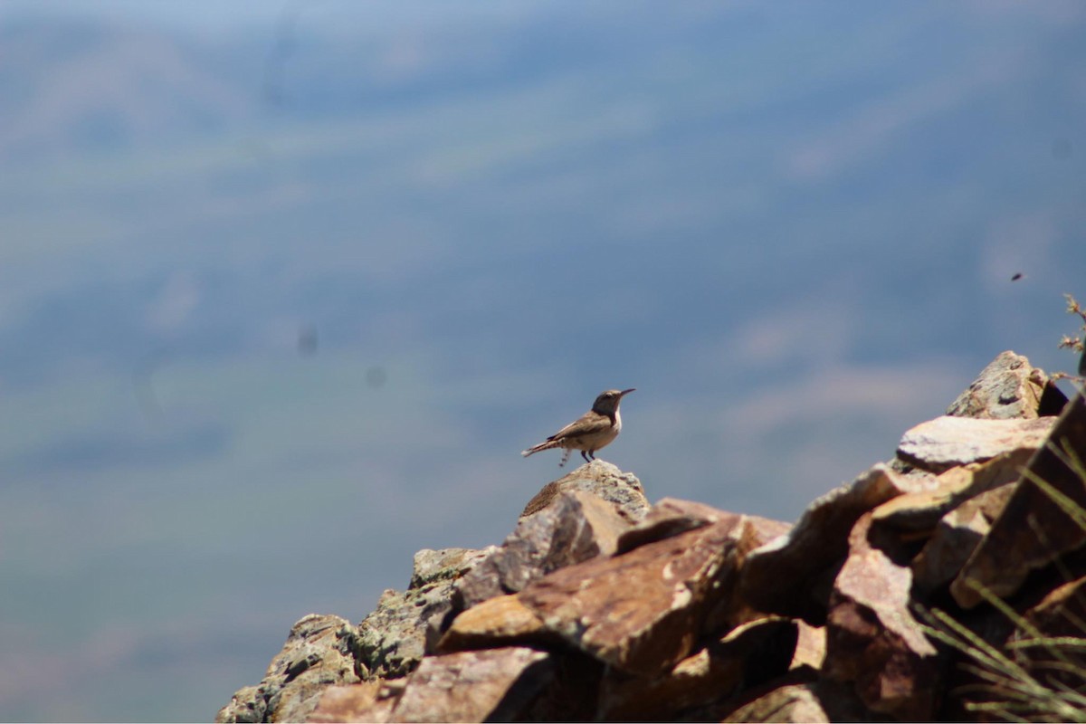 Rock Wren - ML621149495