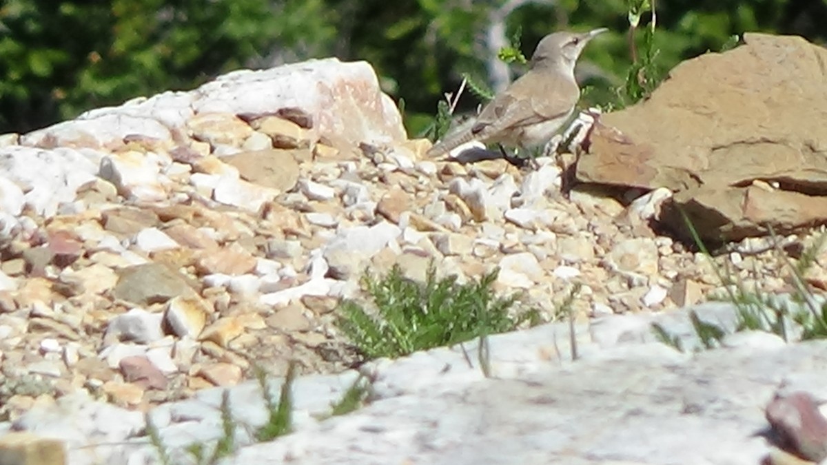 Rock Wren - ML621149510