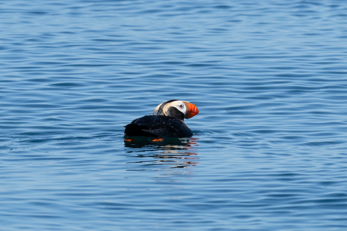Tufted Puffin - ML621149515