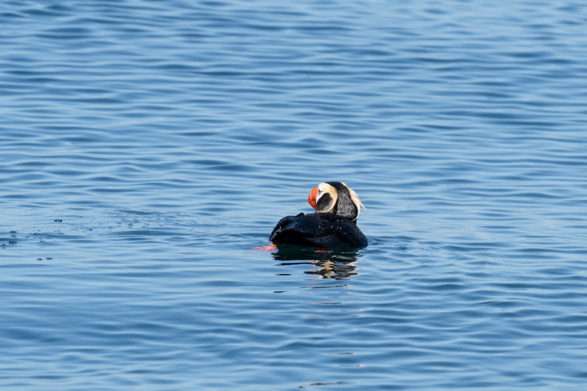 Tufted Puffin - ML621149516