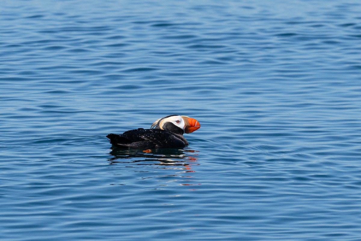 Tufted Puffin - ML621149517